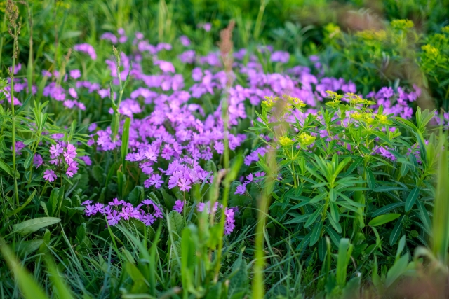 さくら草公園と田島ケ原サクラソウ自生地 さいたま市桜区の人気観光スポット
