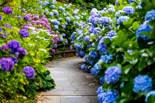 下田公園のアジサイ 静岡県下田市の人気観光スポット