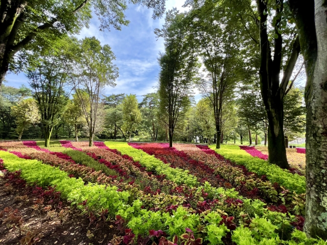 国営武蔵丘陵森林公園