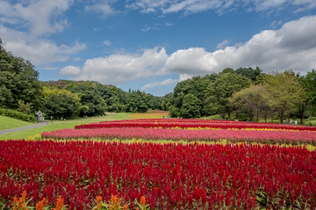 国営武蔵丘陵森林公園